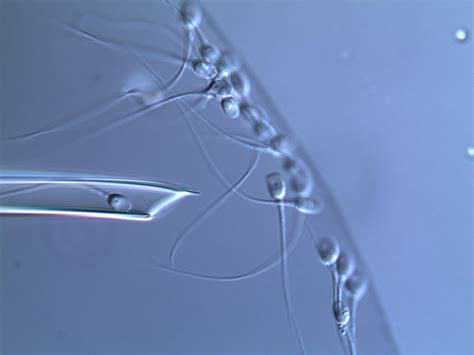 中国可不可以代孕,香港找渠道生孩子-香港辅助生殖中心