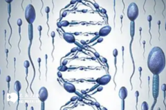 精子DFI高dna完整性差影响
